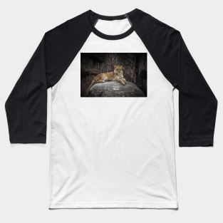 A Lioness Perch Baseball T-Shirt